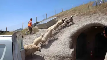 Kayıp Koyunlar Talas Belediyesi'nin Müdahalesiyle Sahiplerine Kavuşturuldu