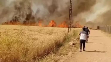 Elektrik kıvılcımları yangın çıkardı, 40 dönüm buğday küle döndü