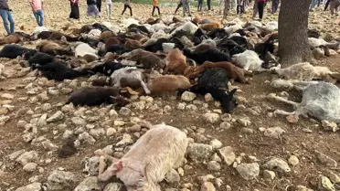 Yıldırım 95 Küçükbaş Hayvanı Telef Etti