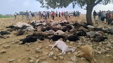 Şırnak'ta Yıldırım, 99 Küçükbaş Hayvana Zarar Verdi