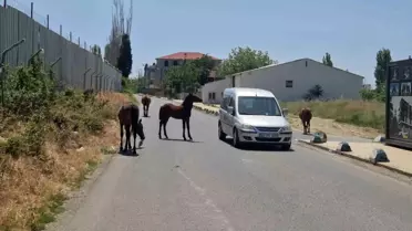 Tekirdağ'da Başıboş Atlar Şehir İçinde Gezdi, Sürücüler Şaşkına Döndü