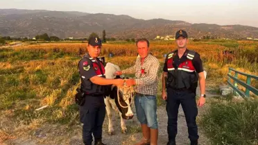 Çalıntı Büyükbaş Hayvan Bulundu