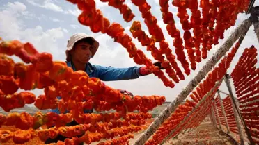 Gaziantep'te Kurutmalık Sebze Sezonu Başladı