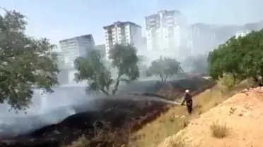 Kahramanmaraş'ta Zeytinlikte Yangın