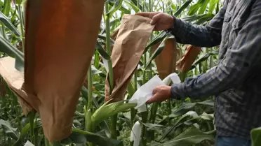 Yeni Mısır Türleri Kuraklığa Dayanıklı