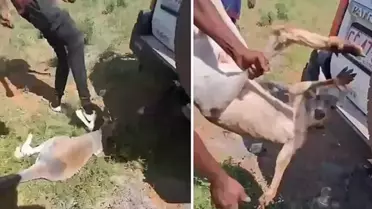 Savunmasız kanguruya yapılan işkence kan dondurdu