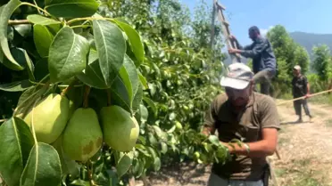 Gürsu'da Şeftali ve Armut Hasat Öncesi Seyreltme Çalışmaları