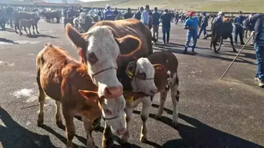 Bayburt'ta Şap Hastalığı Karantinası