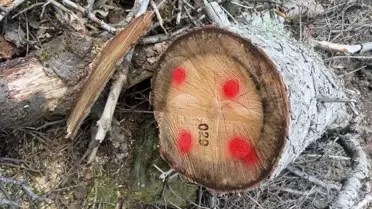 Bolu'da Kaçak Ağaç Kesimine 10 Yıl Hapis