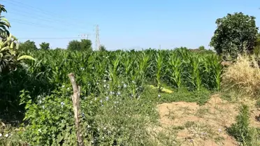 Akrabasını Tarla’da Öldürdü