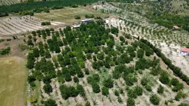 Demirci Kirazında Hasat Zamanı