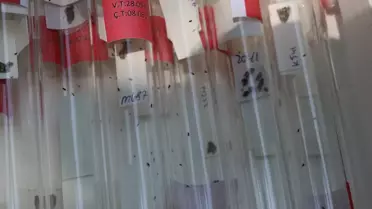 Edirne'de Kahverengi Kokarca ile Mücadele