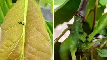 Düzce'de Kestane Gal Arısı ile Mücadele