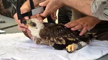 Trakya'da Göçmen Kuşlar için Halkalama Projesi