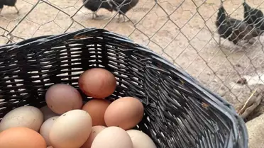 Yumurta Üretiminde Sürekli Düşüş