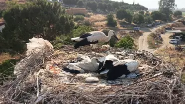 Leylekler İpin Tehdidinde Kurtarıldı