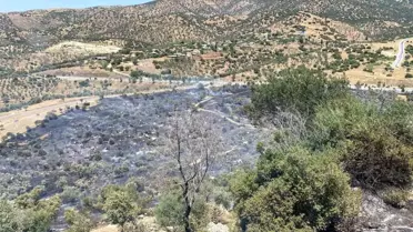 Aydın'da Zeytinlik Yangını Kontrol Altında