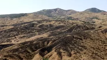Bingöl'de Orman Yangını Kontrol Altına Alındı