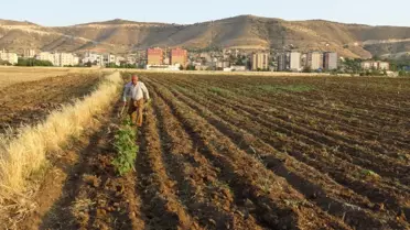 Yavru Tilki Havuzdan Kurtarıldı