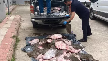 Samsun'da Kaçak Avcılık Operasyonu: 6 Ton Kalkan Ele Geçirildi