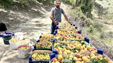 Hatay'da Kayısı Hasadı Başladı