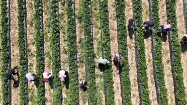 Kurşunlu Çileğinde İlk Hasat Başladı