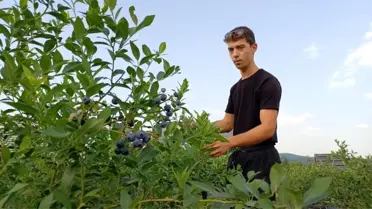 Düzce'de Yaban Mersini Bahçesi
