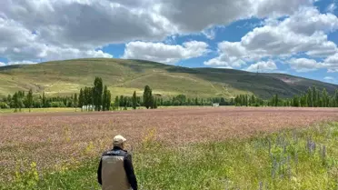Bayburt'ta Yem Bitkisi Ekim Alanları Belirleniyor