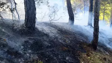 Mudurnu'da Orman Yangını Kontrol Altında