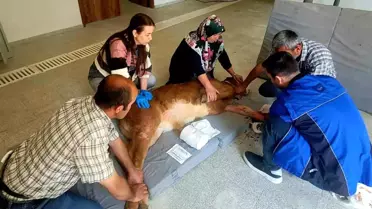 Kastamonu'da Büzak Bacağı Kırığı Başarıyla Tedavi Edildi