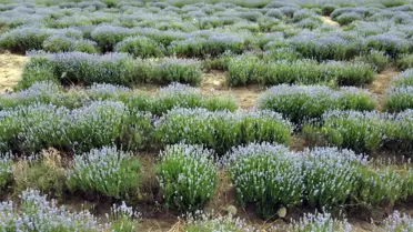 Edirne'de Lavanta Tarla Günleri Başladı