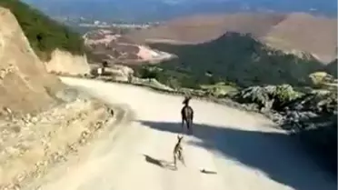 Kastamonu'da Kırık Ayağıyla Yavru Ceylan Tedavi Ediliyor