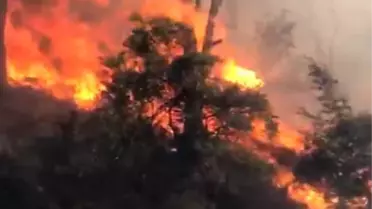 Koçarlı'da Fıstık Çamı Ormanında Yangın