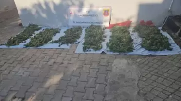 Serdivan'da Kenevir Operasyonu: 1 Tutuklama