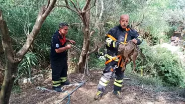 Kuyuya Düşen Çakal Kurtarıldı