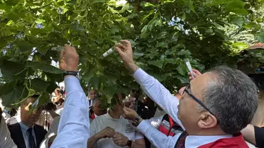 Ordu'da Samuray Arısı Salımı