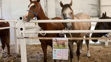 Karacabey Harası'nda Tay Satışı