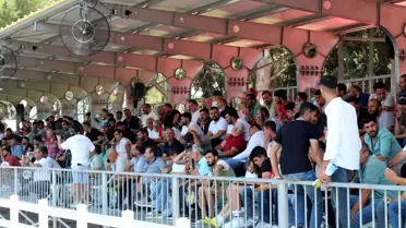 Karacabey'de Tay İhalesi: 31 Milyon Lira Gelir