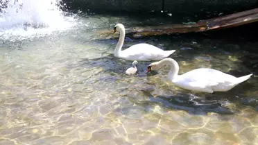 Kuğulu Park'ta 15 Yıl Sonra Beyaz Kuğu Dünyaya Geldi
