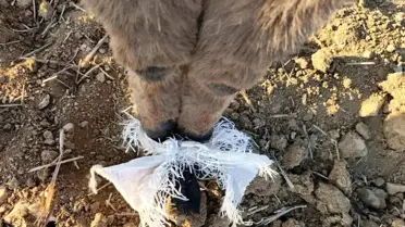 Çoban Eşeği Kurtardı