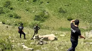 Mahsur İnek, AFAD Ekipleri Tarafından Kurtarıldı