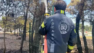 Kocaeli'de Ağaçlık Alanda Yangın