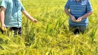 Kütahya'da Bravo Arpa Tarla Kontrolü