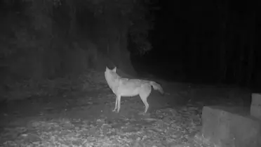 Küre Dağları'nda Kurt Davranışları İzleniyor