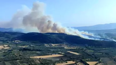 Kırkağaç'ta Orman Yangını