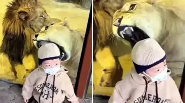 Tüyler ürperten anlar! Aslan küçük çocuğa saldırmaya çalıştı