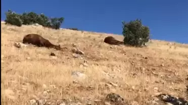 Batman'da Öldürülmüş 7 Yıllık At Bulundu