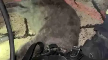 Kastamonu'da Yangın Sonrası Dumandan Etkilen Kedi İtfaiye Ekipleri Tarafından Kurtarıldı
