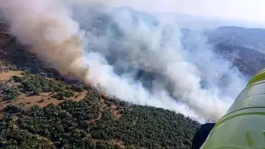 Aydın'da Zeytinlikte Çıkan Yangına Hızla Müdahale Ediliyor