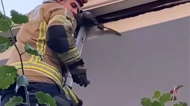 İnegöl'de Ebabil Kuşu Kurtarıldı